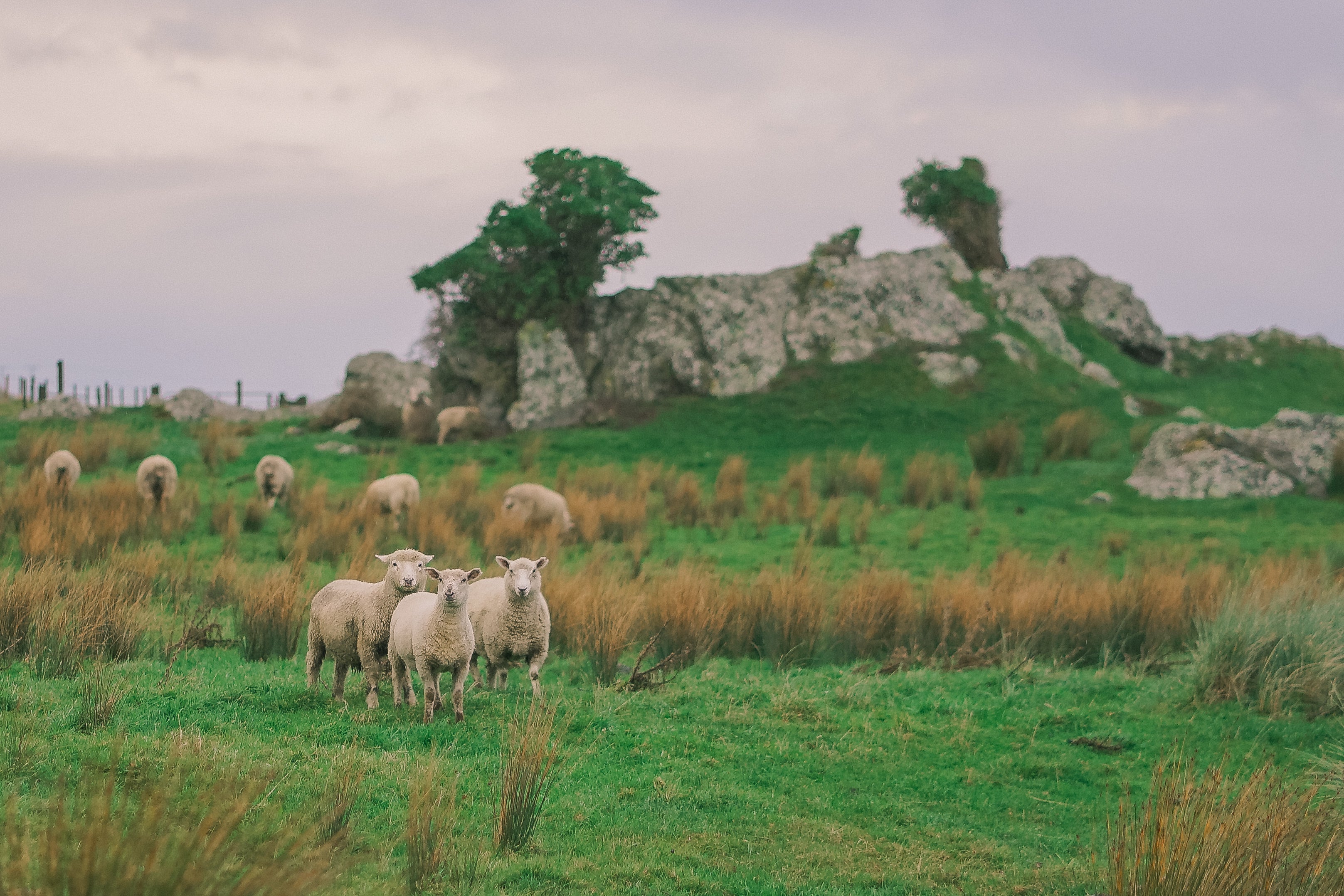 100% British Wool